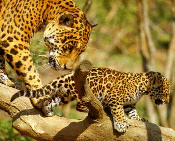 Illustration for article titled Caturday - Panthera onca Edition